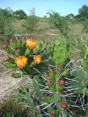 Opuntia elata