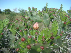 Opuntia elata