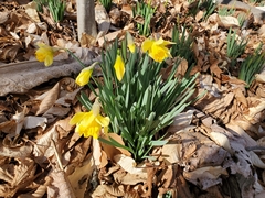 Narcissus pseudonarcissus