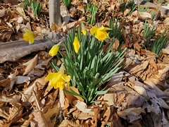 Narcissus pseudonarcissus