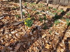 Narcissus pseudonarcissus