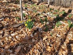 Narcissus pseudonarcissus