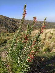 Siphocampylus foliosus