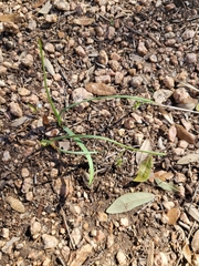 Zephyranthes drummondii