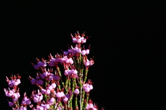Erica umbellata