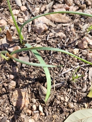 Zephyranthes drummondii