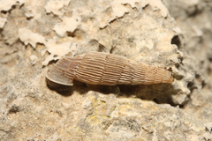 Alopiinae