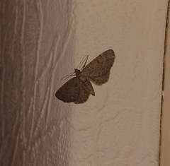Eupithecia absinthiata