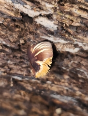 Pluteus romellii