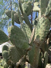 Opuntia streptacantha