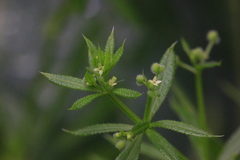 Galium spurium