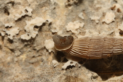 Alopiinae