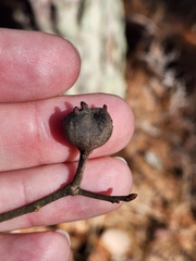 Zapatella quercusphellos