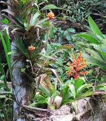 Guzmania scherzeriana