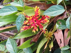 Guzmania scherzeriana