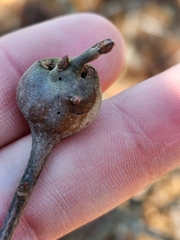 Zapatella quercusphellos