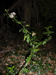 Ilex aquifolium