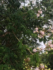 Mimosa bahamensis