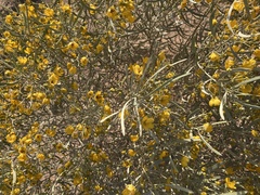 Senna phyllodinea