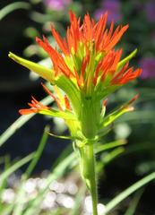 Castilleja suksdorfii