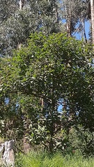 Varronia cylindrostachya