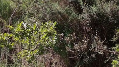 Xylosma spiculifera