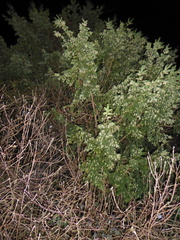 Taxus baccata
