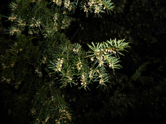 Taxus baccata