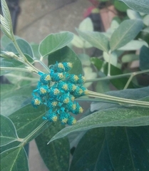 Hoya