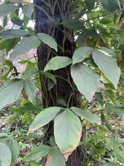 Syngonium angustatum
