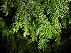 Taxus baccata