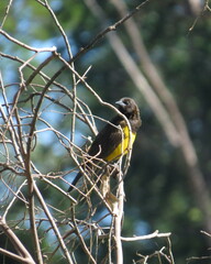 Pseudoleistes guirahuro