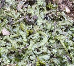 Pallavicinia lyellii