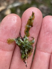 Pallavicinia lyellii