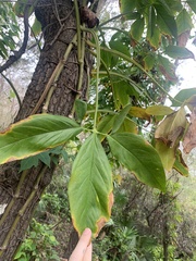Syngonium angustatum
