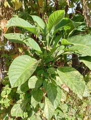 Brugmansia arborea