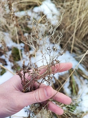 Chamaenerion angustifolium