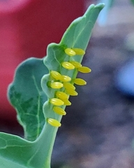 Ascia monuste orseis