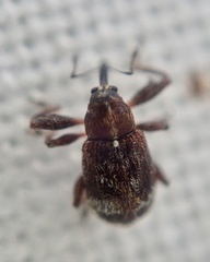 Anthonomus bituberculatus