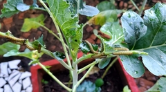 Ascia monuste orseis