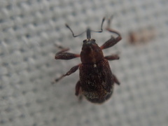 Anthonomus bituberculatus
