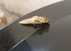 Ascia monuste orseis