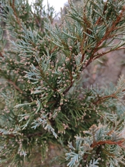 Juniperus maritima