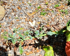 Ascia monuste orseis