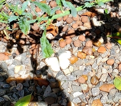 Ascia monuste orseis