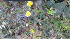 Hieracium pollichiae