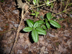 Ilex aquifolium
