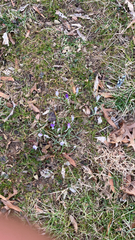 Crocus vernus