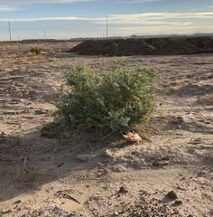 Atriplex lentiformis