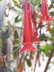Fuchsia boliviana